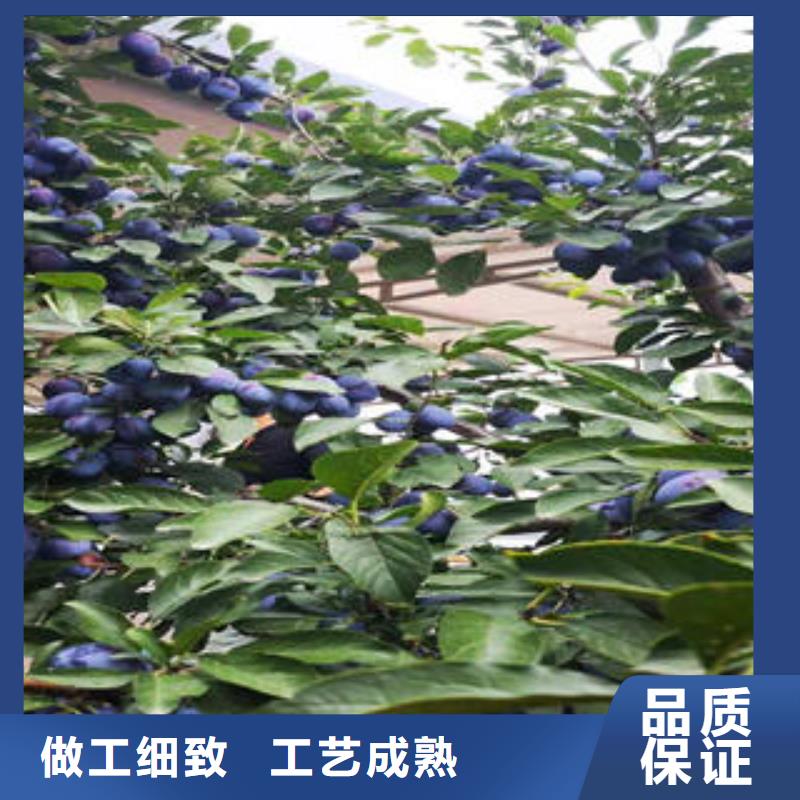 {兴海}李子苗-【山楂苗】价格实在