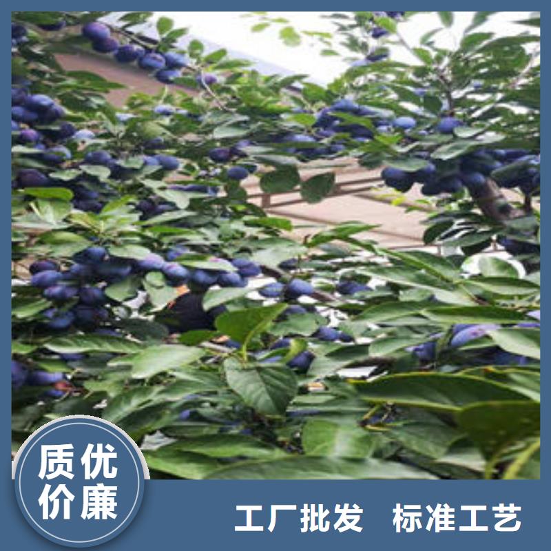 李子苗葡萄苗量大从优