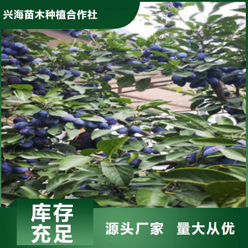 李子苗梨树苗分类和特点