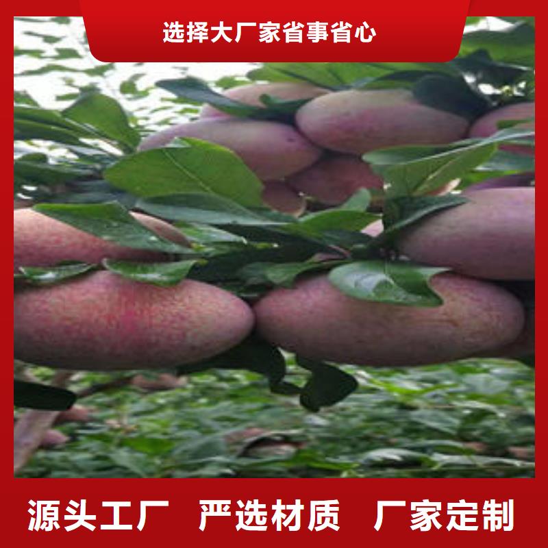 {兴海}李子苗-【山楂苗】价格实在