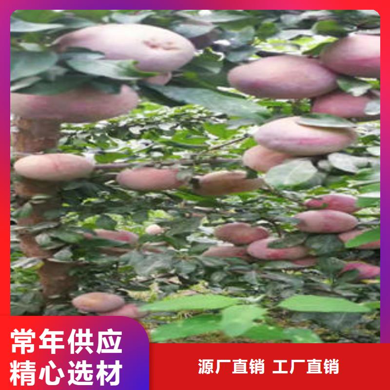 {兴海}李子苗-【山楂苗】价格实在
