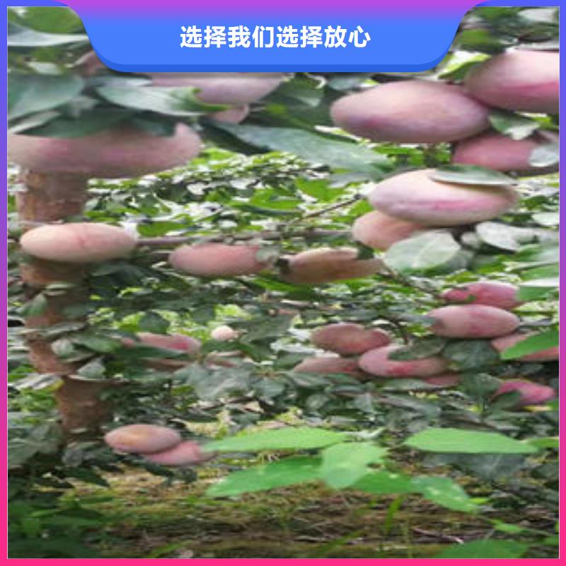 【 李子苗_板栗苗品质优选】 兴海苗木种植社(沧州市分公司)