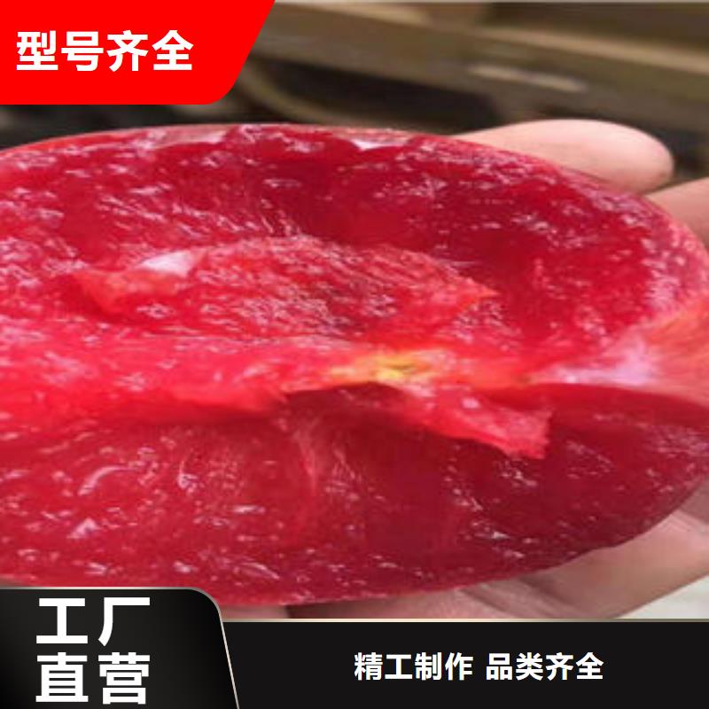 【 李子苗_板栗苗大量现货】