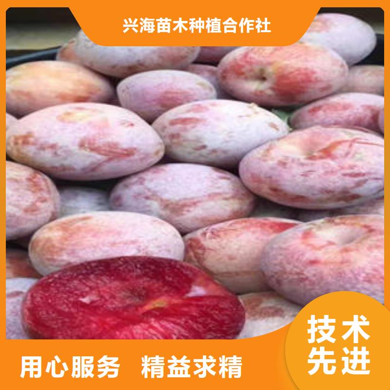 李子苗葡萄苗量大从优