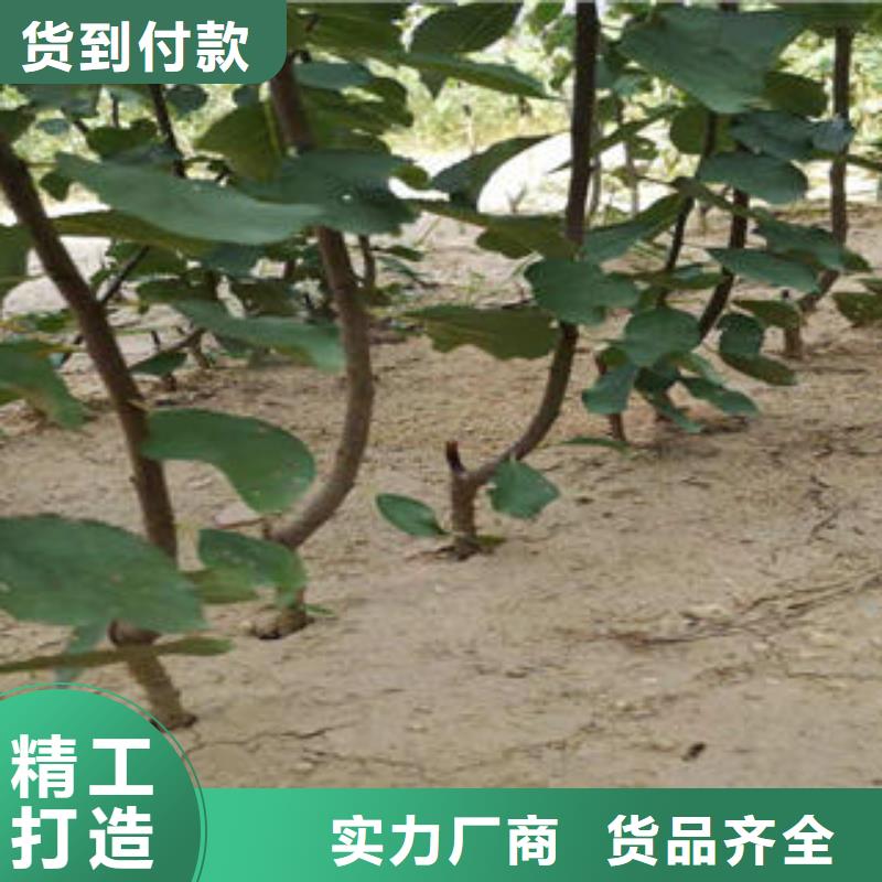 李子苗梨树苗严格把控每一处细节