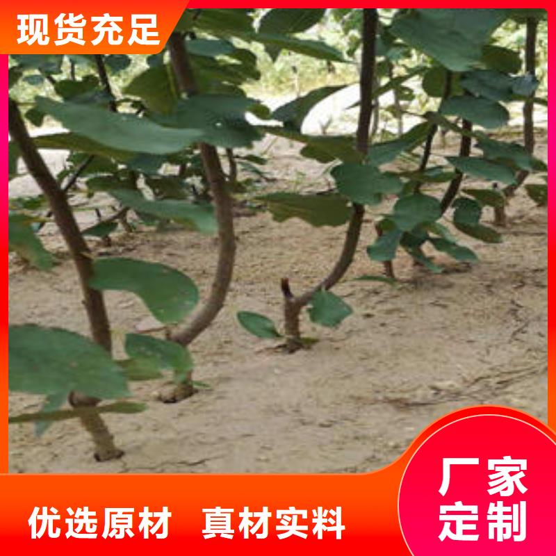 李子苗山楂苗一站式厂家