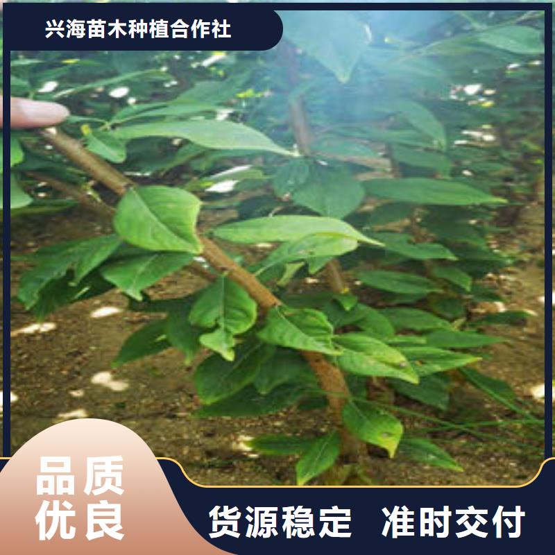 【 李子苗_板栗苗大量现货】