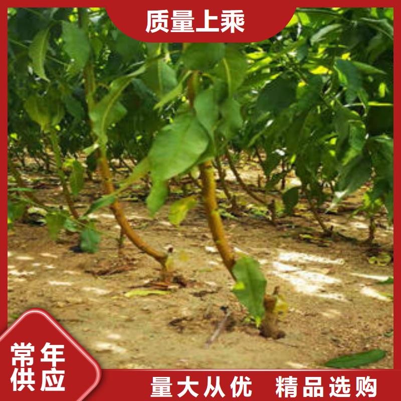 李子苗山楂苗一站式厂家