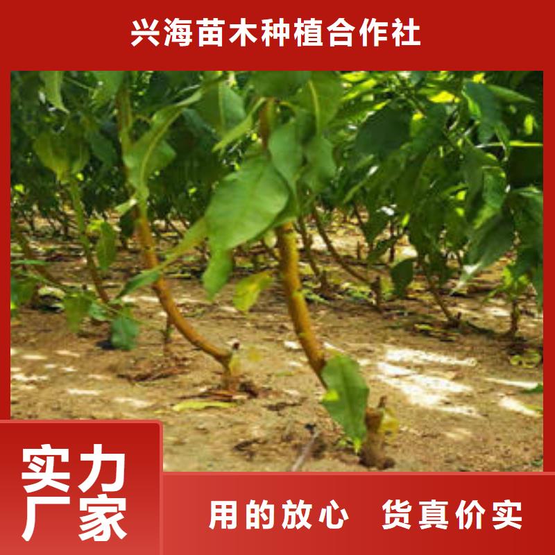【 李子苗_板栗苗大量现货】