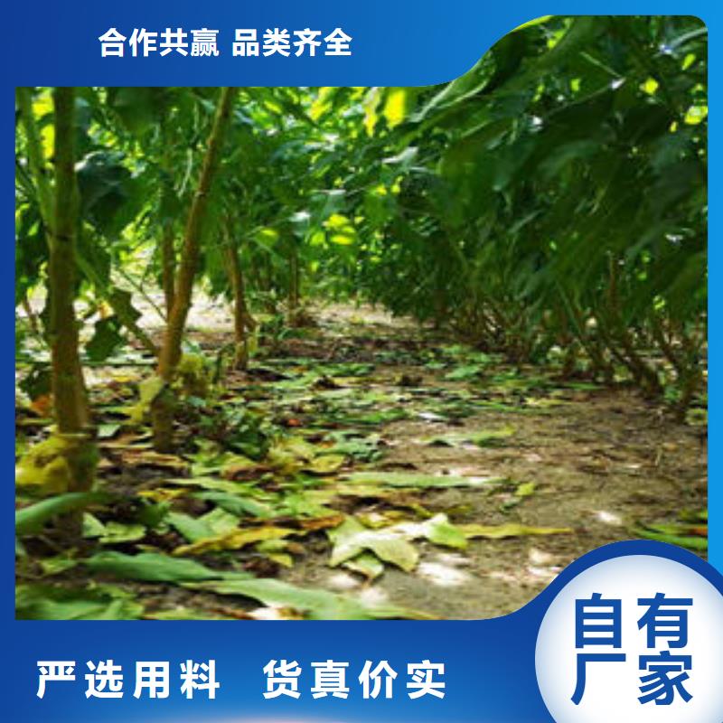 李子苗梨树苗严格把控每一处细节