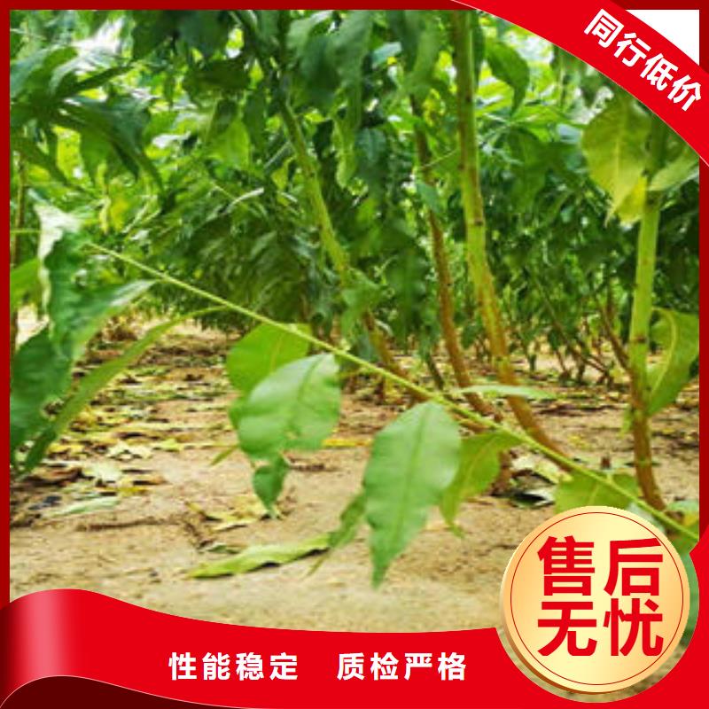 李子苗山楂苗一站式厂家