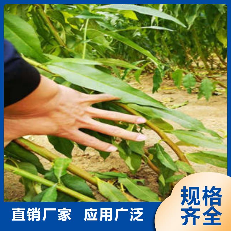 李子苗【蓝莓苗】品质服务诚信为本