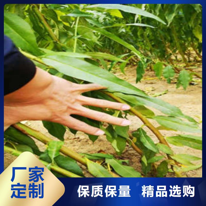 李子苗山楂苗一站式厂家