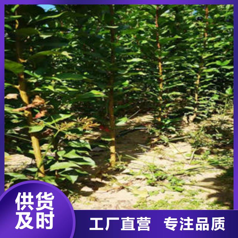 李子苗【蓝莓苗】品质服务诚信为本