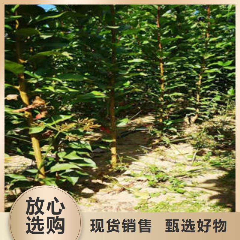 李子苗梨树苗严格把控每一处细节