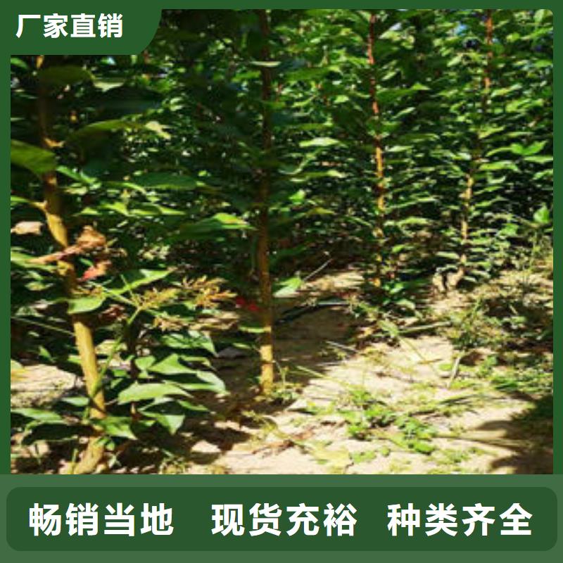 {兴海}李子苗-【山楂苗】价格实在
