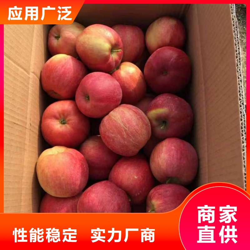 苹果苗,【梨树苗】工期短发货快-兴海苗木种植社(汉中市分公司)