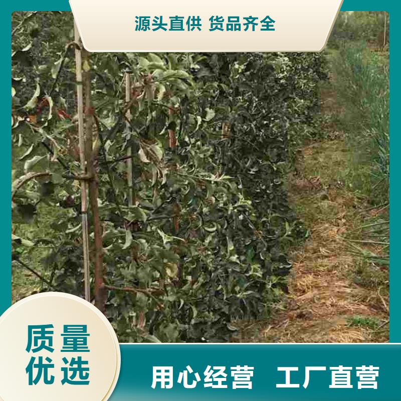 苹果苗板栗苗专业生产制造厂
