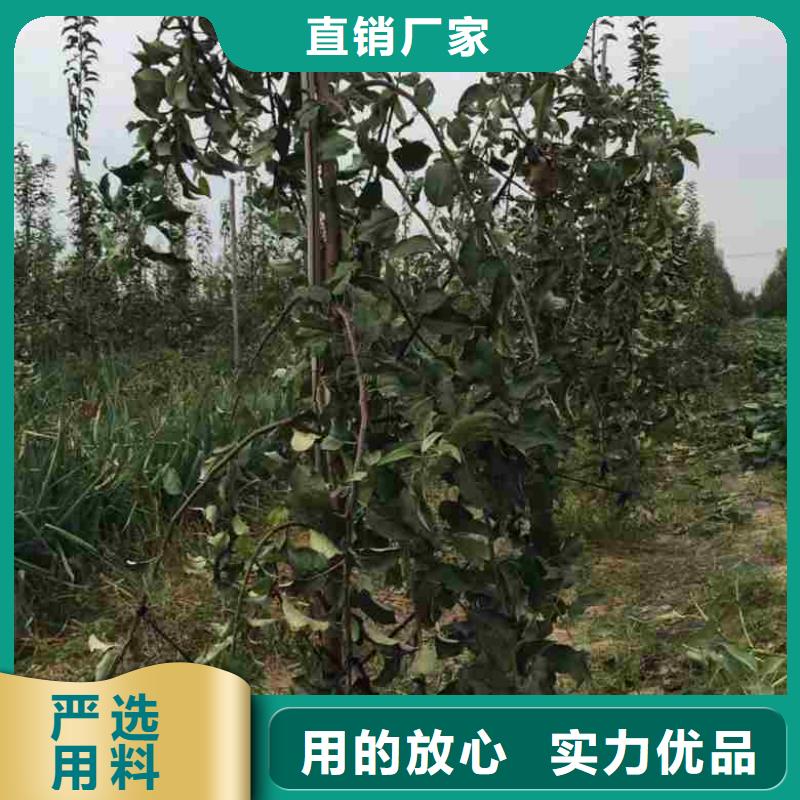苹果苗,【梨树苗】工期短发货快-兴海苗木种植社(汉中市分公司)