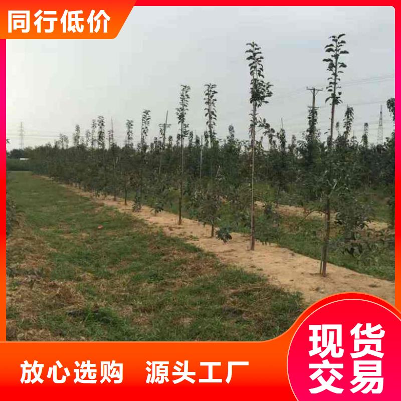 苹果苗板栗苗专业生产制造厂