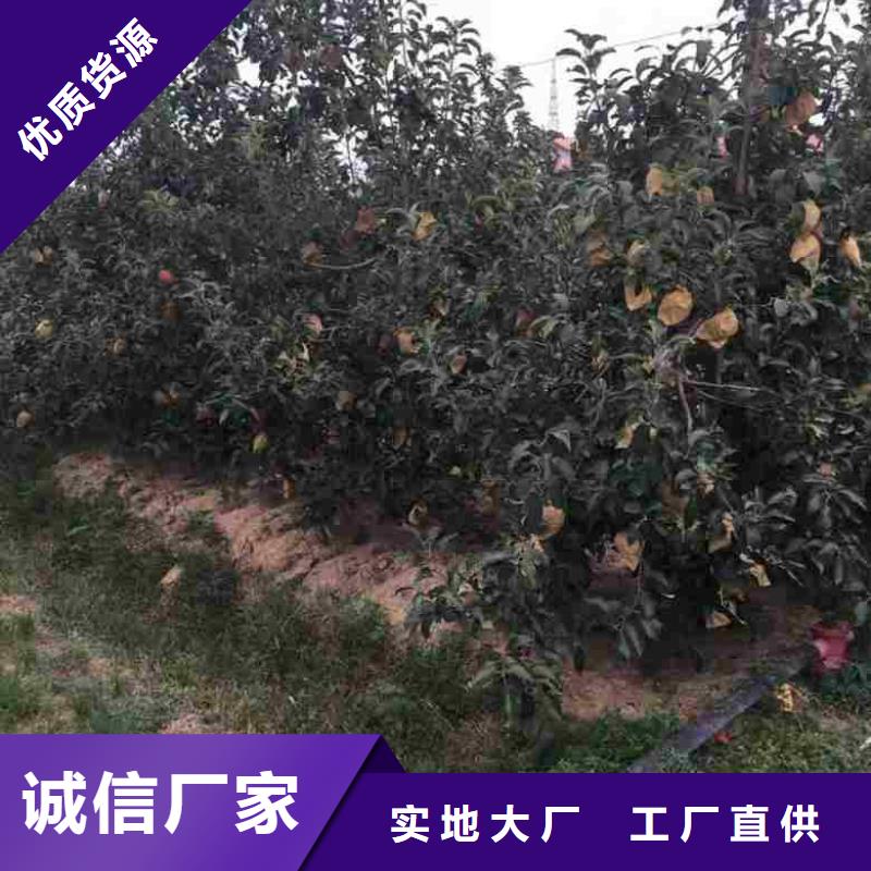 苹果苗-【花椒苗】真实拍摄品质可靠