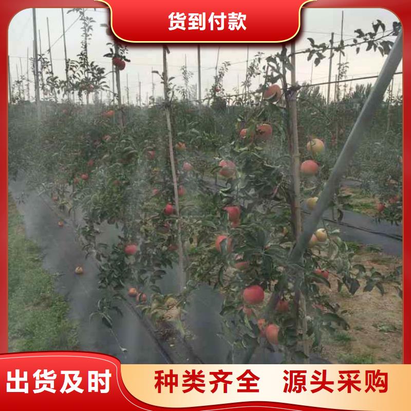 苹果苗-【花椒苗】真实拍摄品质可靠