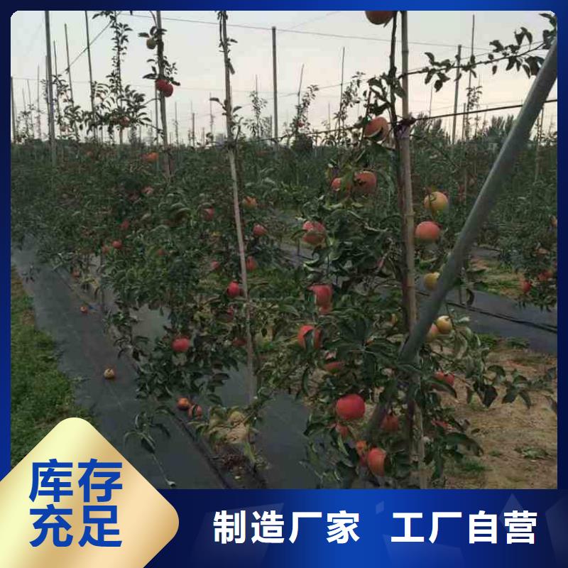 苹果苗梨树苗一致好评产品