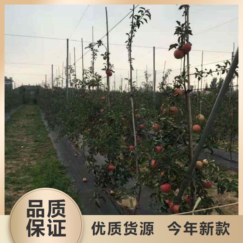 苹果苗梨树苗一致好评产品