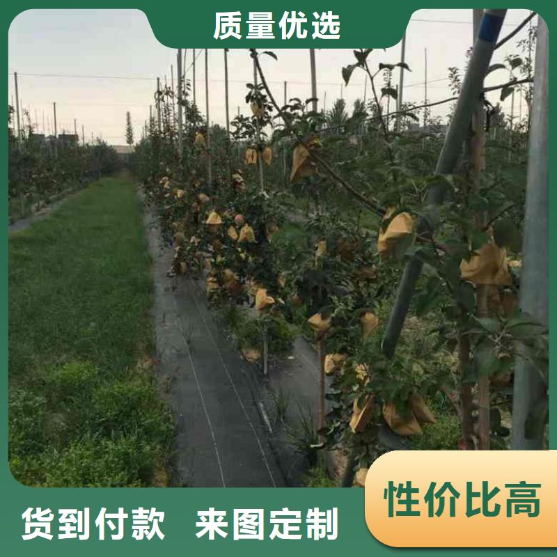 苹果苗桃树苗全新升级品质保障