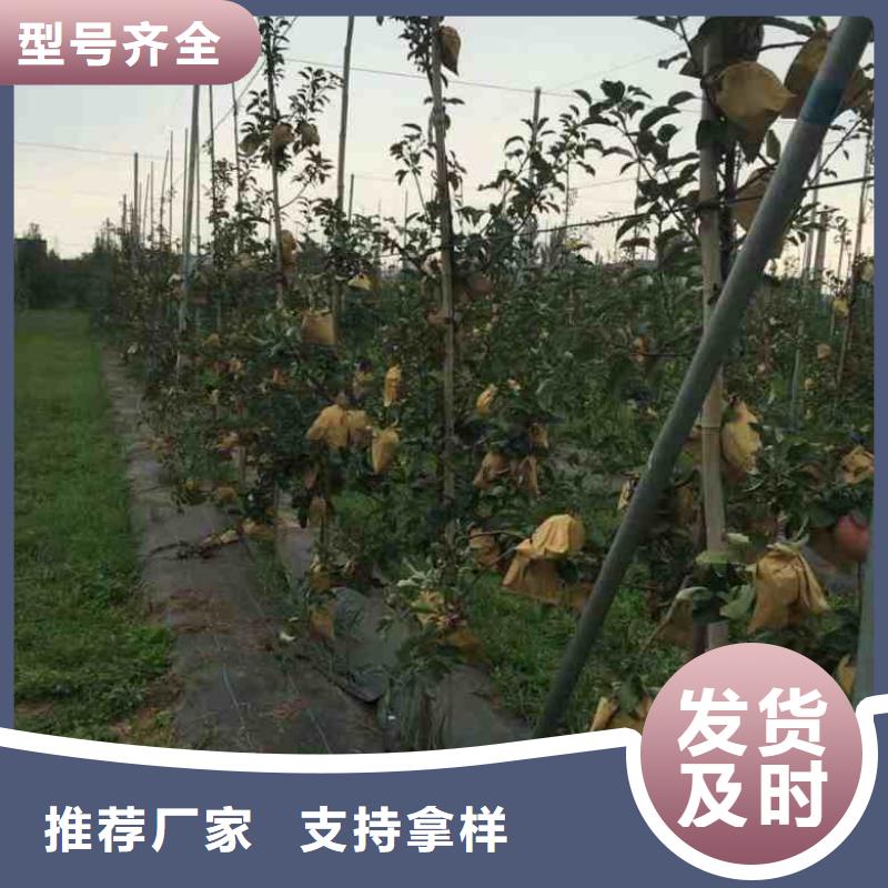 苹果苗-【花椒苗】真实拍摄品质可靠