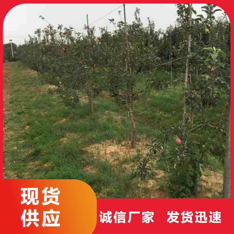 苹果苗-【花椒苗】真实拍摄品质可靠