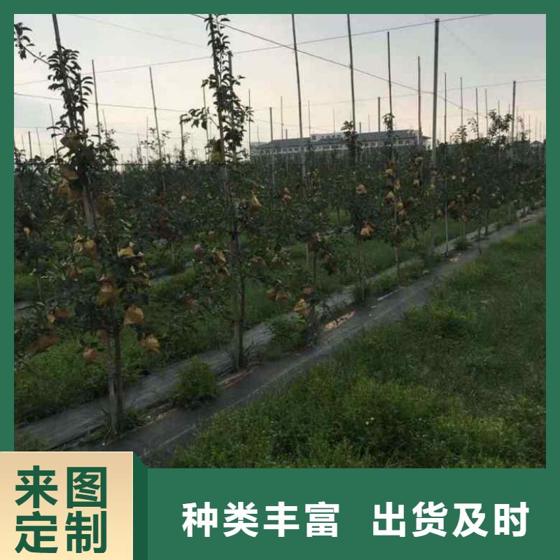 【苹果苗梨树苗厂家】