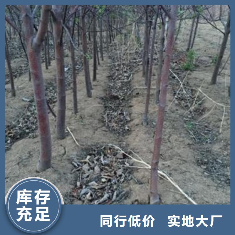 【苹果苗梨树苗厂家】