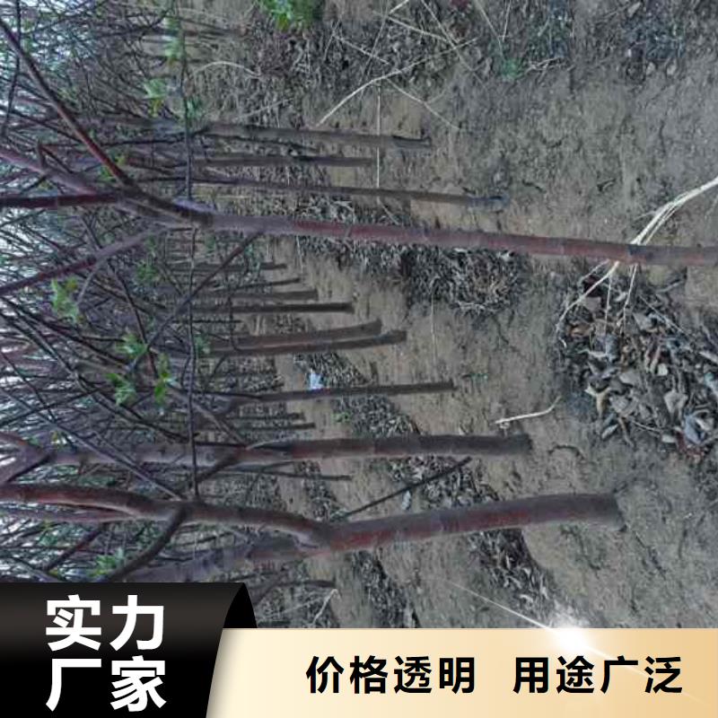 苹果苗板栗苗专注产品质量与服务
