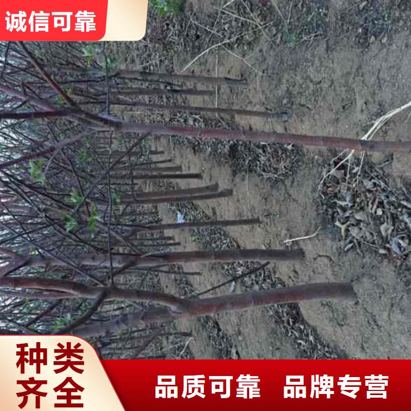 【苹果苗梨树苗厂家】