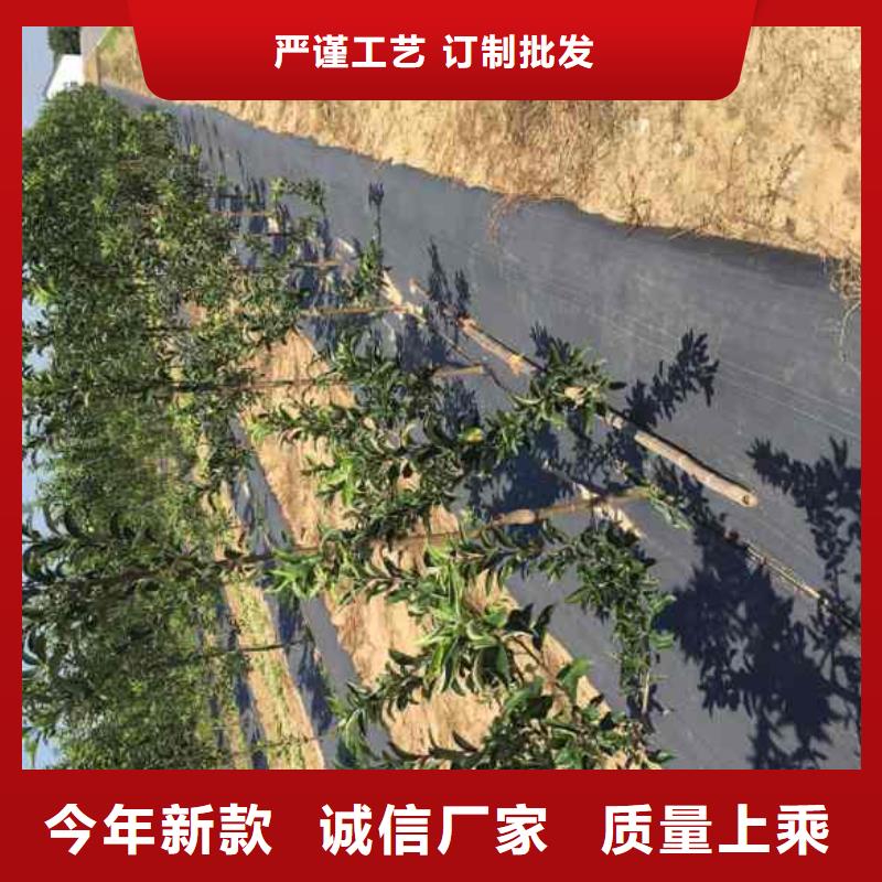 苹果苗板栗苗专注产品质量与服务