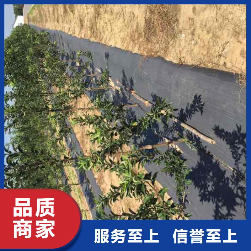 苹果苗工艺精细质保长久