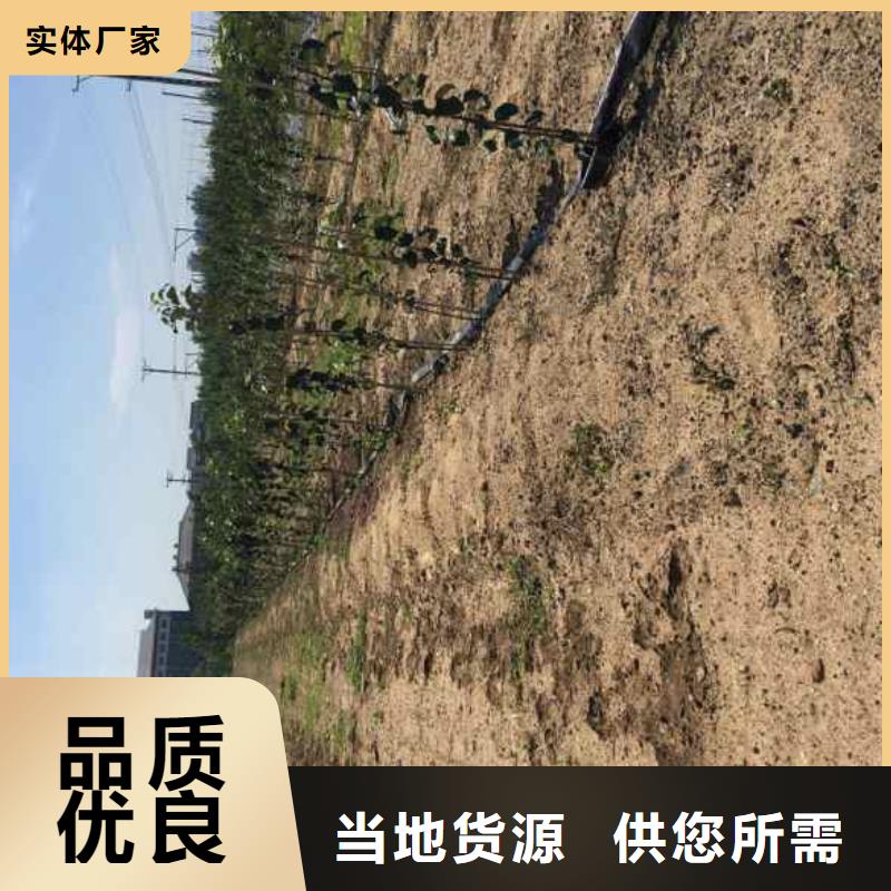 苹果苗-【花椒苗】真实拍摄品质可靠