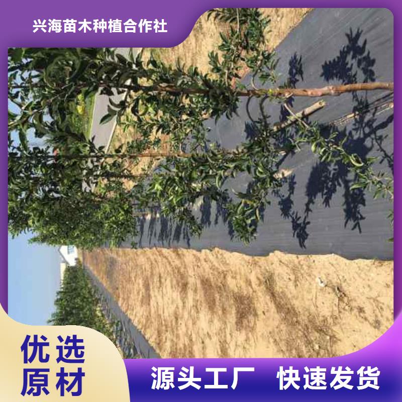 苹果苗,【梨树苗】工期短发货快-兴海苗木种植社(汉中市分公司)