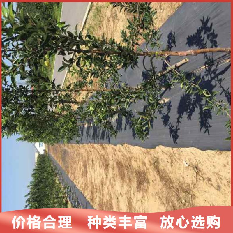 苹果苗板栗苗专业生产制造厂