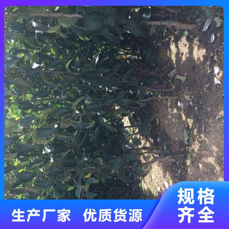 【苹果苗梨树苗厂家】