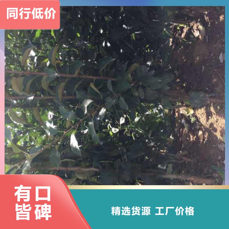 苹果苗梨树苗一致好评产品