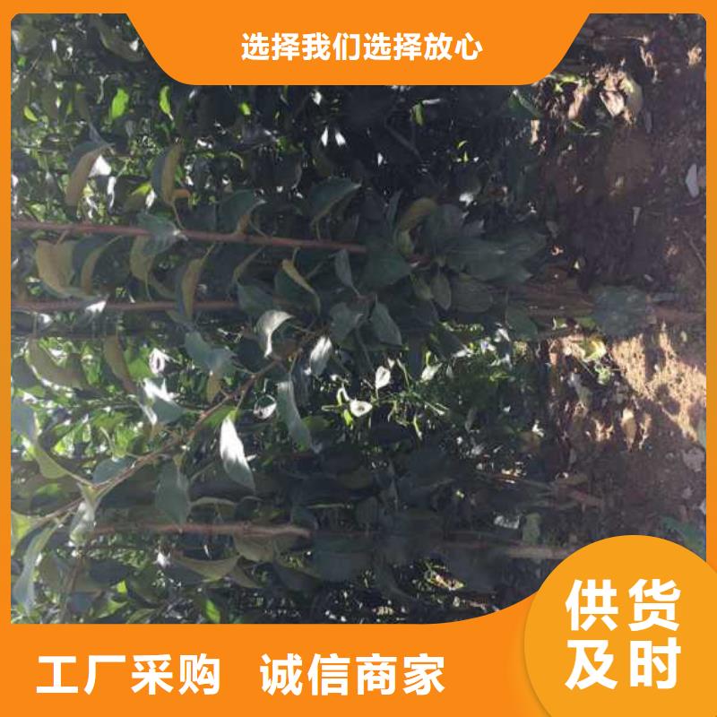苹果苗-【花椒苗】真实拍摄品质可靠