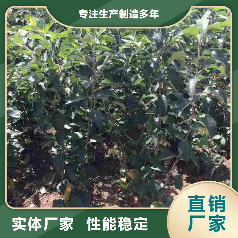 苹果苗-【花椒苗】真实拍摄品质可靠