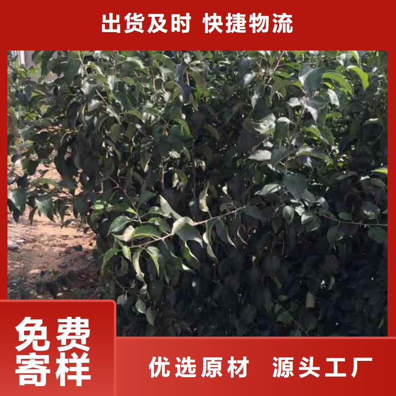苹果苗板栗苗专注产品质量与服务