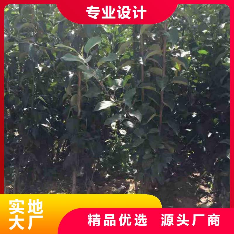 苹果苗板栗苗专注产品质量与服务