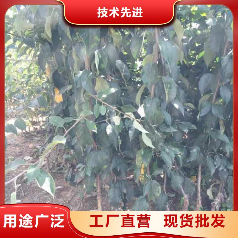 苹果苗-【花椒苗】真实拍摄品质可靠