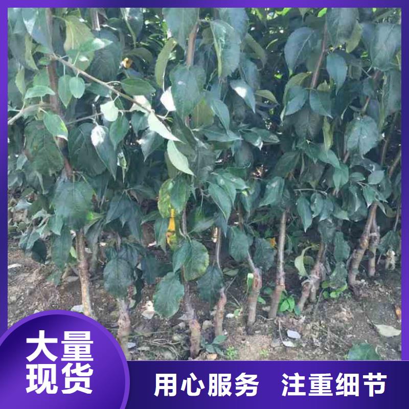 苹果苗,【梨树苗】工期短发货快-兴海苗木种植社(汉中市分公司)