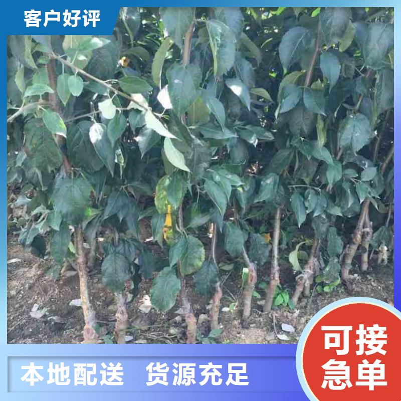 苹果苗-【花椒苗】真实拍摄品质可靠