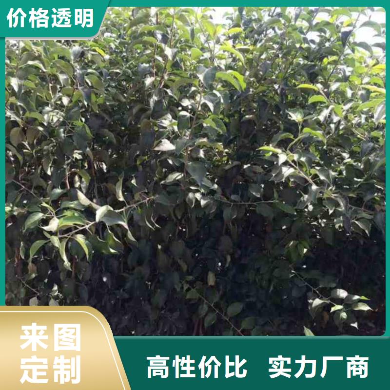 苹果苗-【花椒苗】真实拍摄品质可靠
